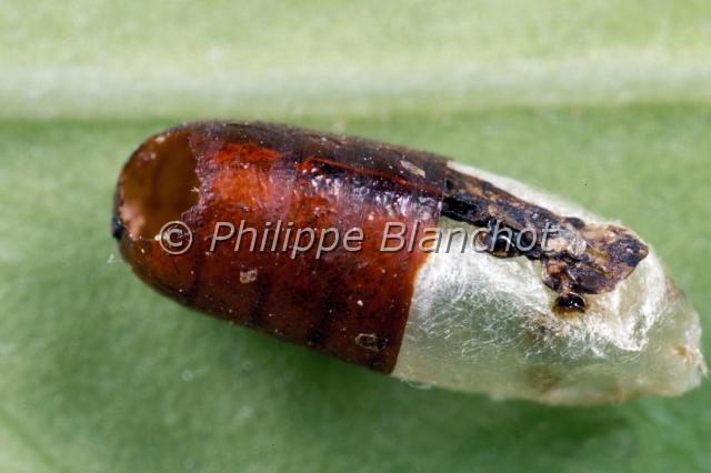 trou sortie parasitoide.JPG - Trou de sortie du parasitoïde Phygadeuon fumator d'une pupe de Musca domesticaHymenoptera, IchneumonidaeFrance